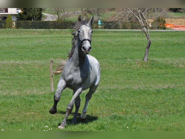 Lipizzaner Gelding 2 years 15,2 hh Grey in Vremisli Britof