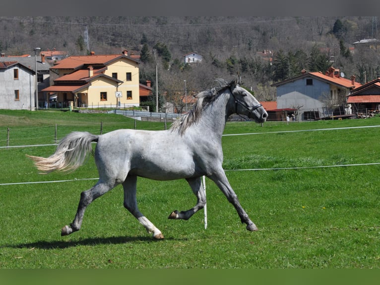 Lipizzaner Gelding 2 years 15,2 hh Grey in Vremisli Britof