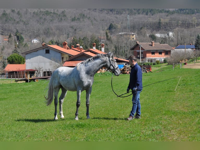 Lipizzaner Gelding 2 years 15,2 hh Grey in Vremisli Britof