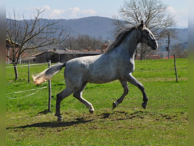 Lipizzaner Gelding 2 years 15,2 hh Grey in Vremisli Britof