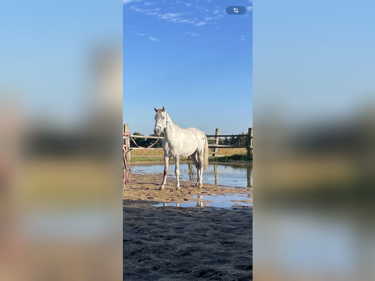 Lipizzaner Mix Gelding 3 years 14,2 hh in Horn