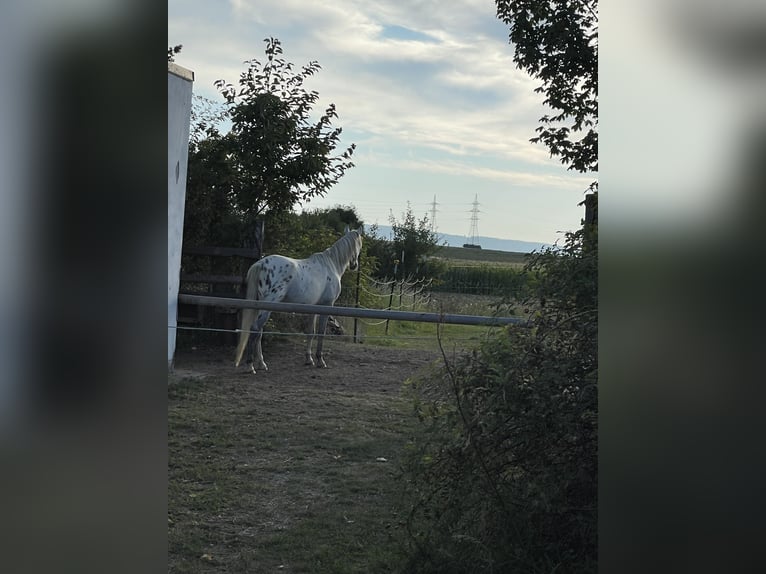 Lipizzaner Mix Gelding 3 years 14,2 hh in Horn