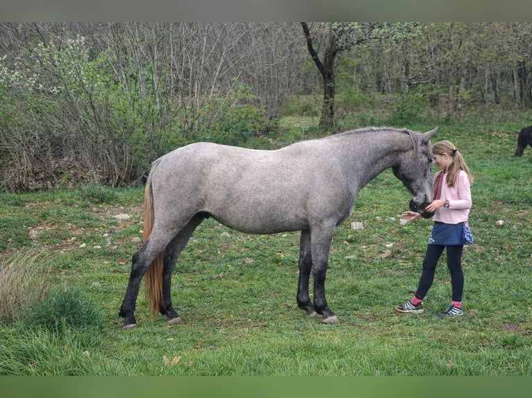 Lipizzaner Gelding 3 years 15.1 hh Grey in KOZINA