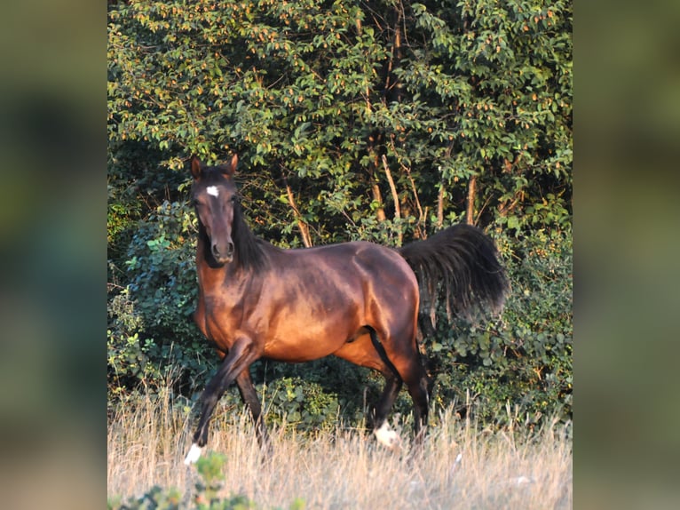 Lipizzaner Gelding 3 years 15 hh Brown in Kozina