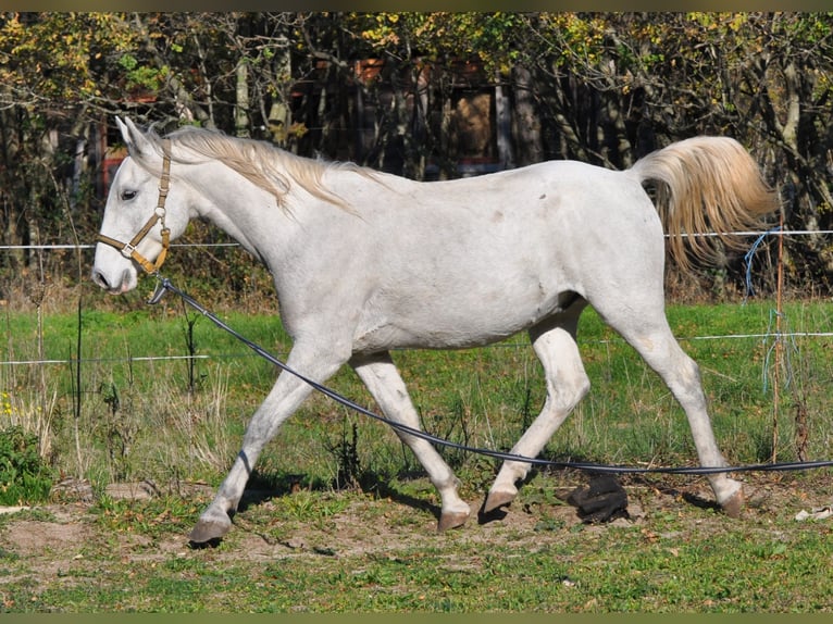 Lipizzaner Gelding 3 years 15 hh Gray in Kozina