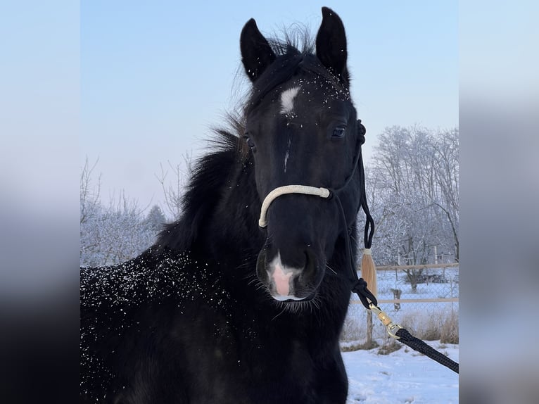 Lipizzaner Gelding 3 years 15,1 hh Black in Úrhida