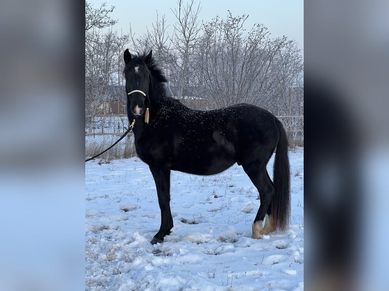 Lipizzaner Gelding 3 years 15,1 hh Black in Úrhida
