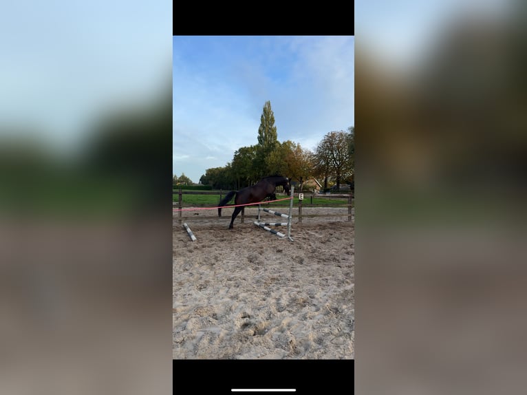 Lipizzaner Gelding 4 years 14,3 hh Bay-Dark in Nijkerk