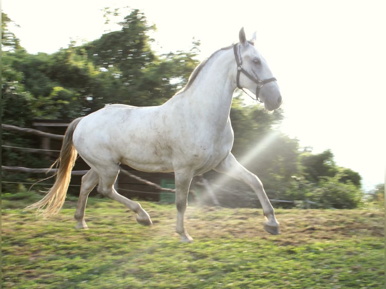 Lipizzaner Gelding 4 years 15,1 hh Gray in Ptuj