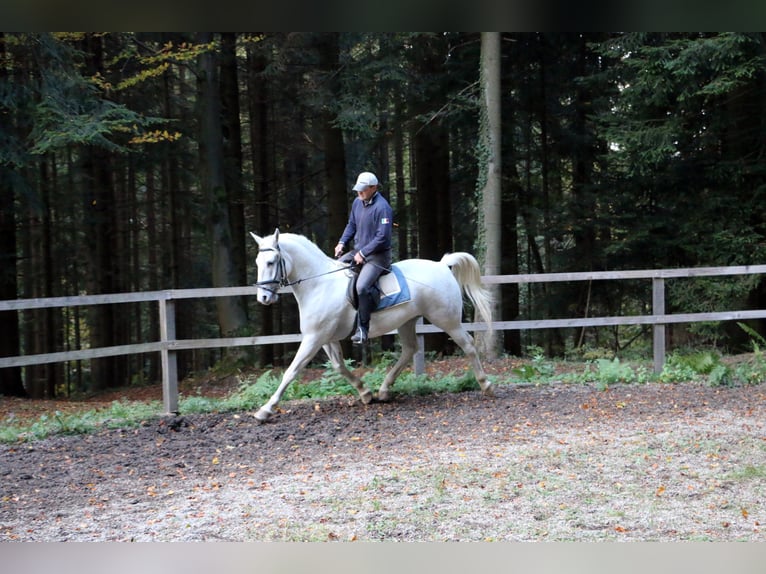 Lipizzaner Gelding 4 years 15.1 hh Grey in radovljica