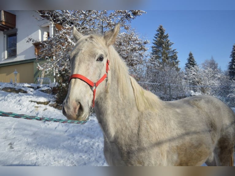 Lipizzaner Gelding 4 years 15,2 hh Gray in Balingen