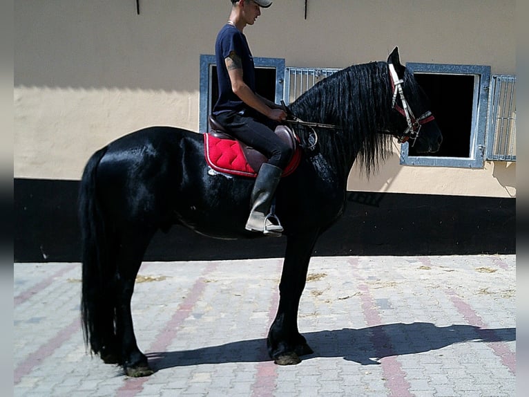 Lipizzaner Mix Gelding 4 years 15,2 hh Grey-Dapple in Buttst&#xE4;dt