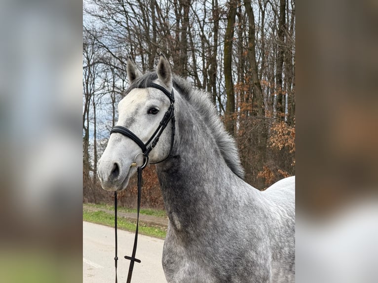 Lipizzaner Gelding 4 years 15.2 hh Grey in Strizivojna