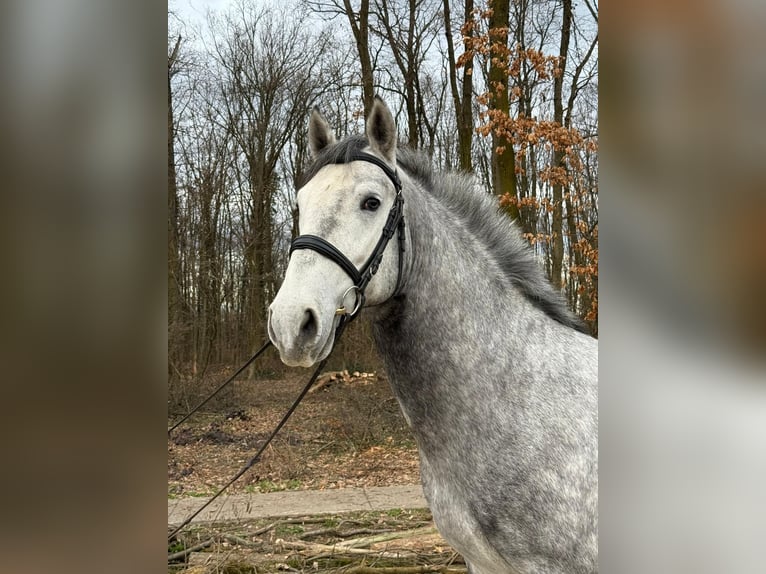 Lipizzaner Gelding 4 years 15.2 hh Grey in Strizivojna