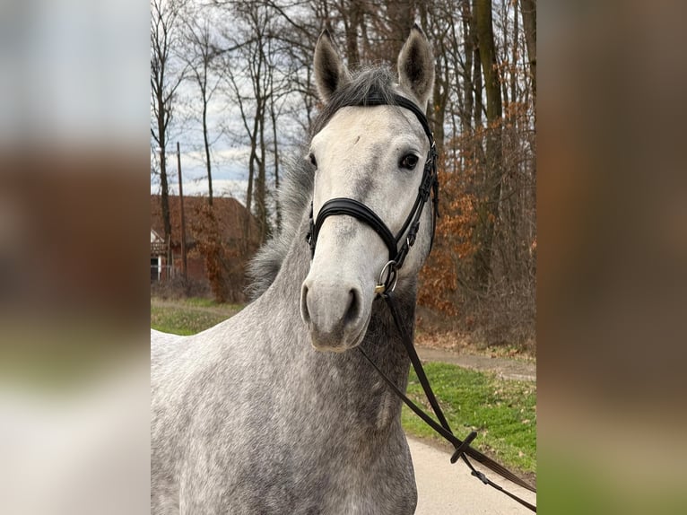 Lipizzaner Gelding 4 years 15.2 hh Grey in Strizivojna