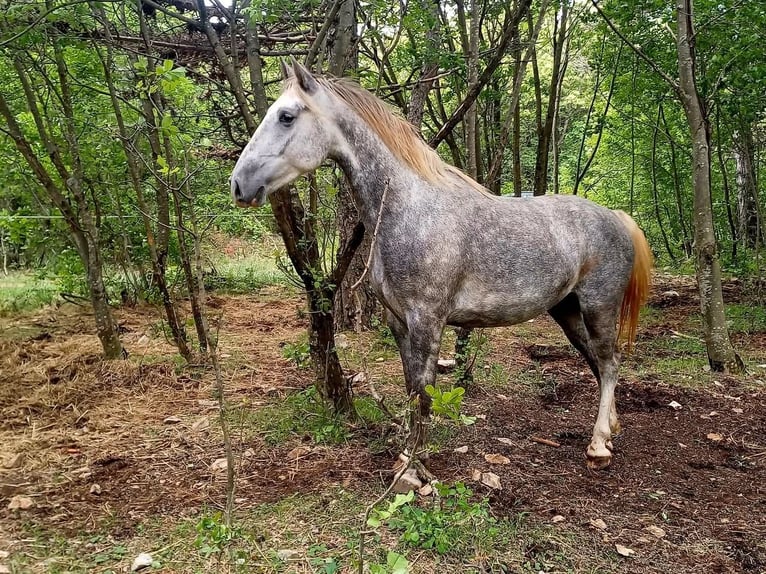 Lipizzaner Gelding 4 years 15 hh Gray in Kozina
