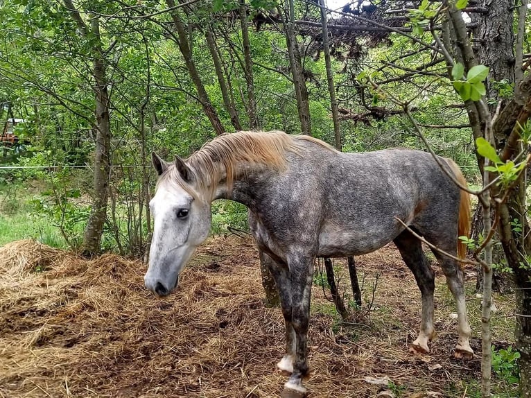 Lipizzaner Gelding 4 years 15 hh Gray in Kozina