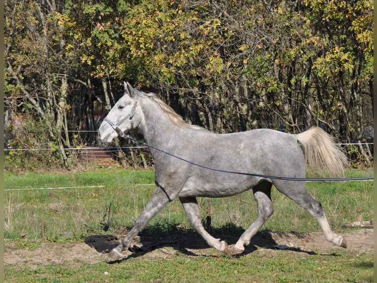 Lipizzaner Gelding 4 years 15 hh Gray in Kozina