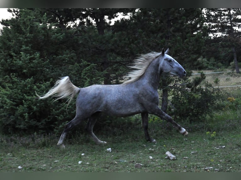 Lipizzaner Gelding 4 years 15 hh Gray in Kozina