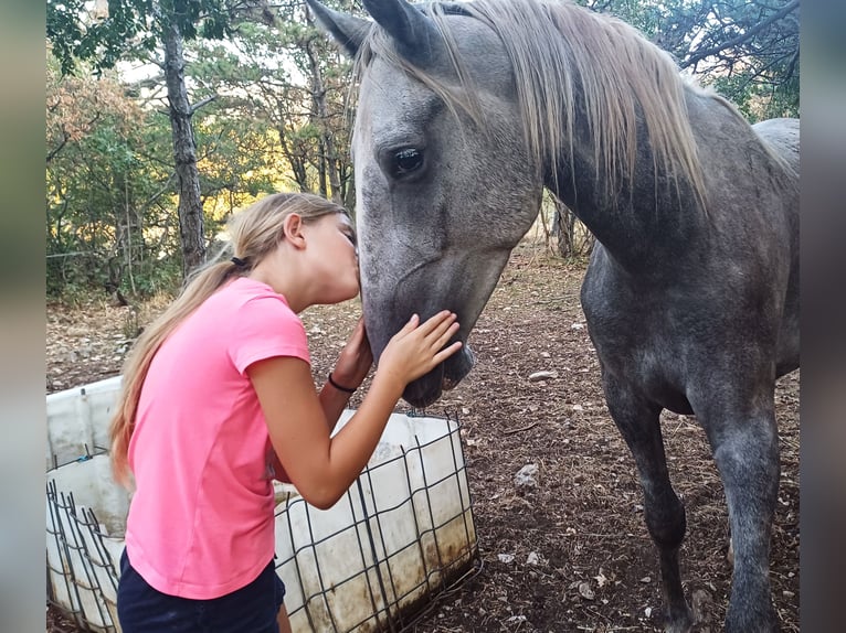 Lipizzaner Gelding 4 years 15 hh Gray in Kozina