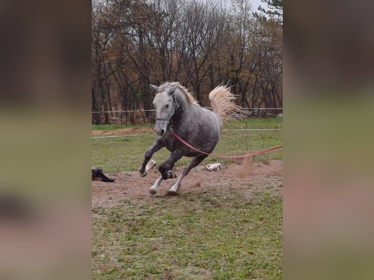 Lipizzaner Gelding 4 years 15 hh Grey in Kozina