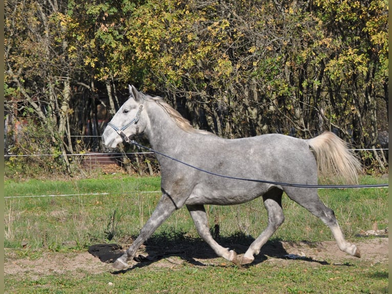 Lipizzaner Gelding 4 years 15 hh Grey in Kozina
