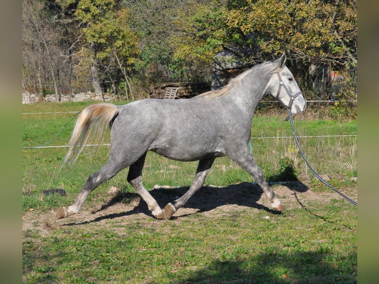 Lipizzaner Gelding 4 years 15 hh Grey in Kozina