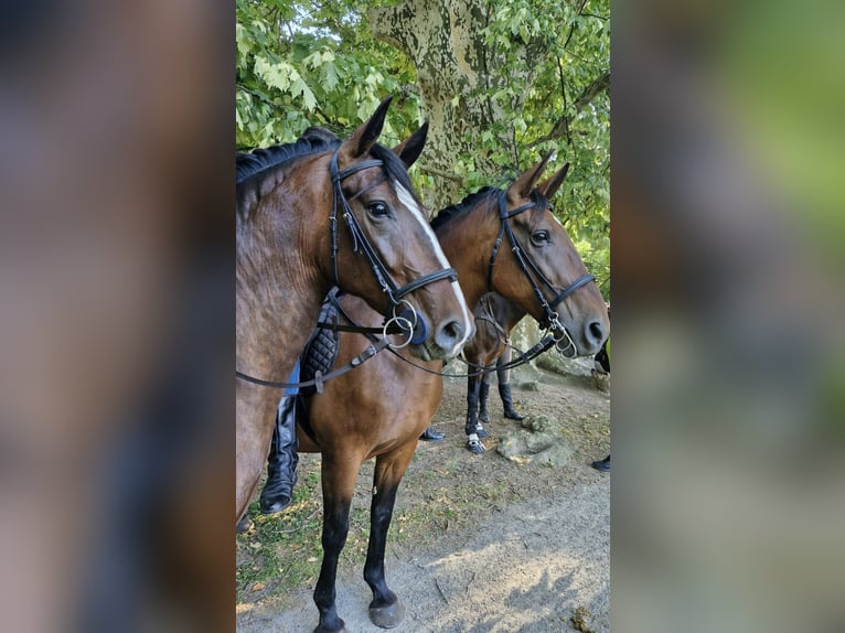 Lipizzaner Gelding 4 years 15,1 hh Bay in Osijek, Croatia