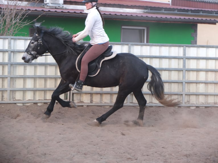 Lipizzaner Mix Gelding 4 years 15,2 hh Grey-Dapple in Buttst&#xE4;dt