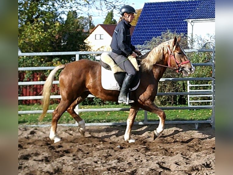 Lipizzaner Mix Gelding 4 years 15,2 hh Grey-Dapple in Buttst&#xE4;dt