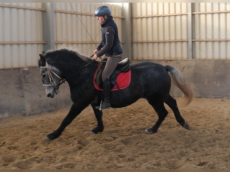 Lipizzaner Gelding 4 years 15,2 hh Grey-Dark-Tan in Buttstädt