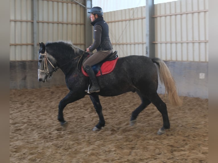 Lipizzaner Gelding 4 years 15,2 hh Grey-Dark-Tan in Buttstädt