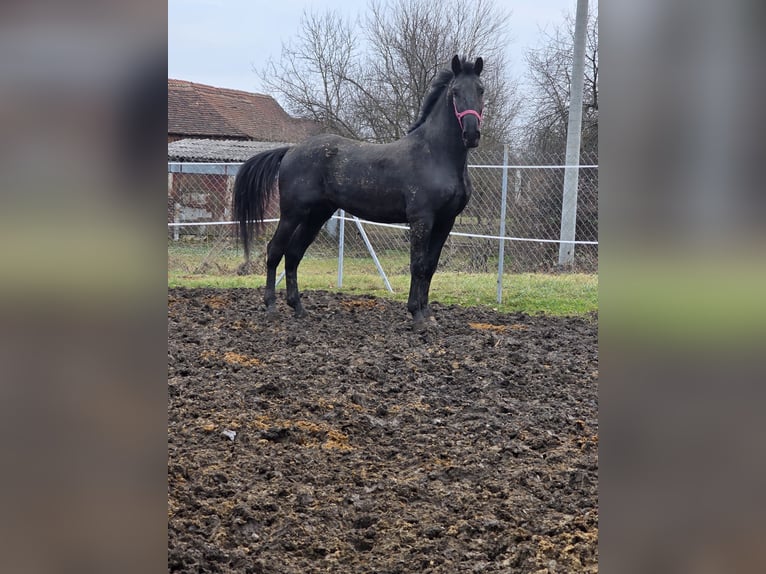Lipizzaner Gelding 4 years 16 hh Black in Nova Gradiška