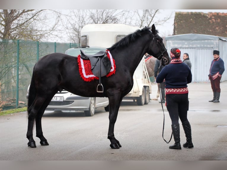 Lipizzaner Gelding 4 years 16 hh Black in Nova Gradiška