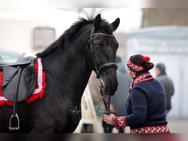 Lipizzaner Gelding 4 years 16 hh Black in Nova Gradiška