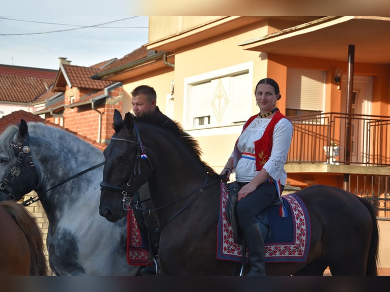 Lipizzaner Gelding 4 years 16 hh Black in Rešetari