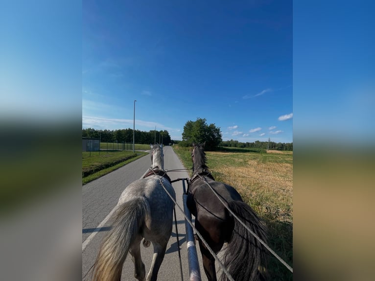 Lipizzaner Gelding 4 years 16 hh Black in Rešetari