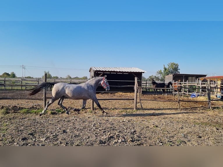 Lipizzaner Gelding 4 years 16 hh Gray in Strizivojna