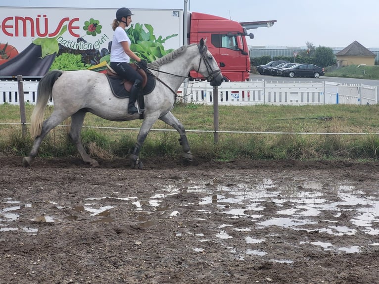 Lipizzaner Gelding 4 years 16 hh Gray in Nürnberg