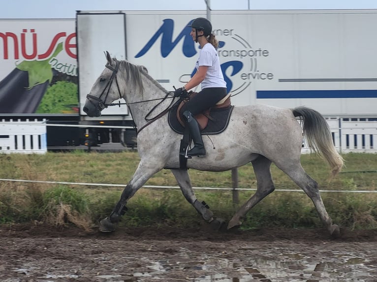 Lipizzaner Gelding 4 years 16 hh Gray in Nürnberg