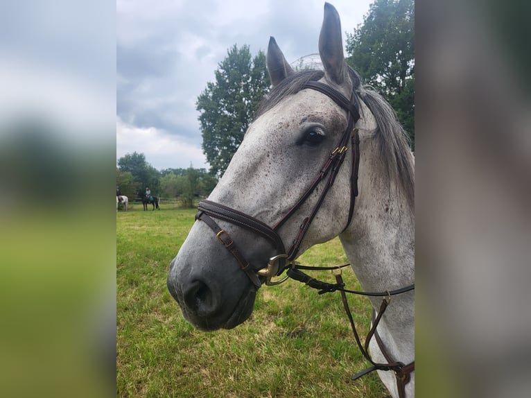 Lipizzaner Gelding 4 years 16 hh Gray in Nürnberg