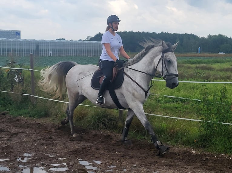 Lipizzaner Gelding 4 years 16 hh Gray in Nürnberg