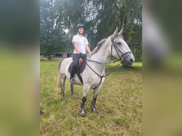 Lipizzaner Gelding 4 years 16 hh Gray in Nürnberg