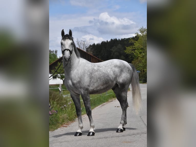 Lipizzaner Gelding 4 years 16 hh Grey-Dapple in Arnstorf