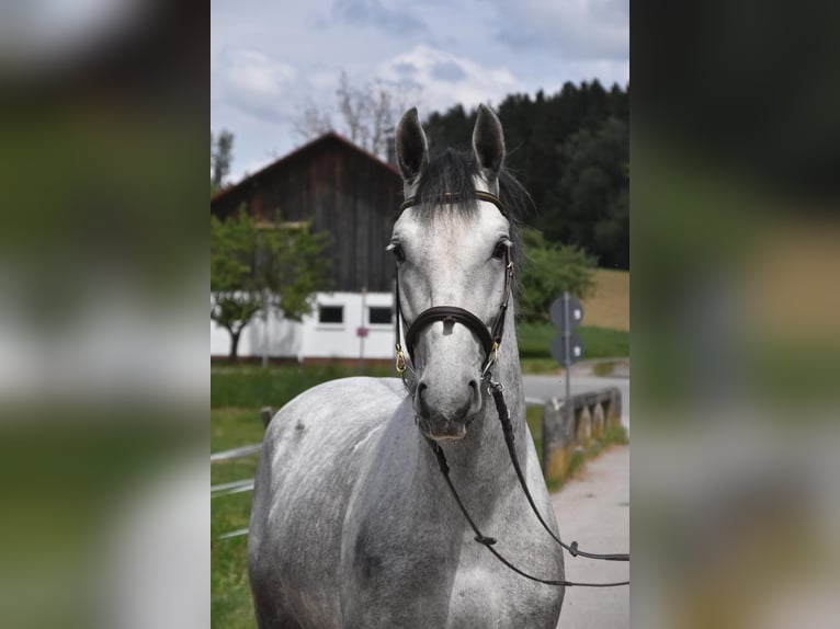 Lipizzaner Gelding 4 years 16 hh Grey-Dapple in Arnstorf