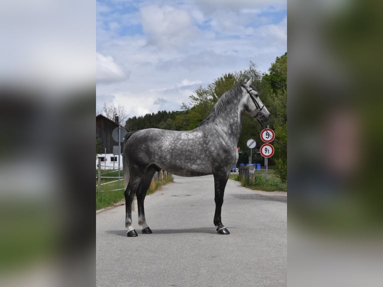 Lipizzaner Gelding 4 years 16 hh Grey-Dapple in Arnstorf