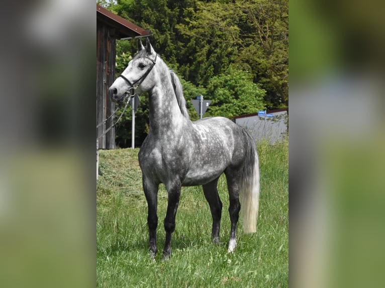 Lipizzaner Gelding 4 years 16 hh Grey-Dapple in Arnstorf