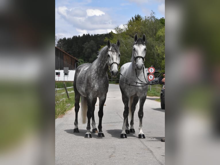 Lipizzaner Gelding 4 years 16 hh Grey-Dapple in Arnstorf