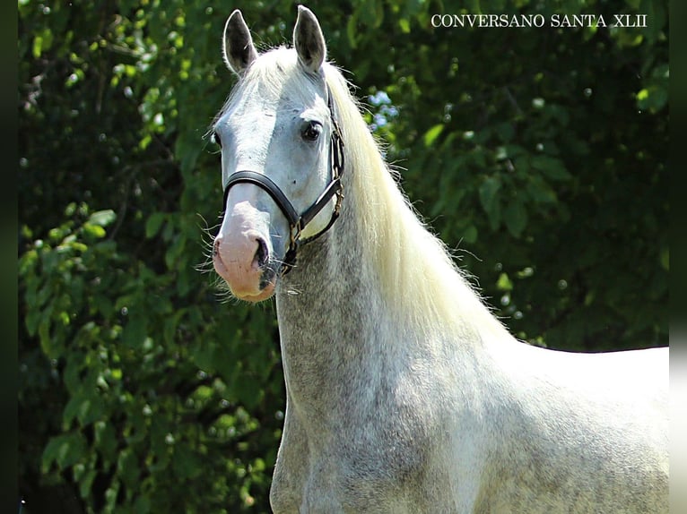 Lipizzaner Gelding 5 years 14,1 hh Grey in Ptuj Lipizzaner Gelding 5 years 14,1 hh Grey in Ptuj