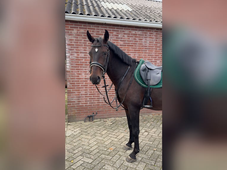 Lipizzaner Gelding 5 years 14,3 hh Bay-Dark in Nijkerk